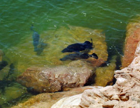 Basking Nile perch all over 50 pounds